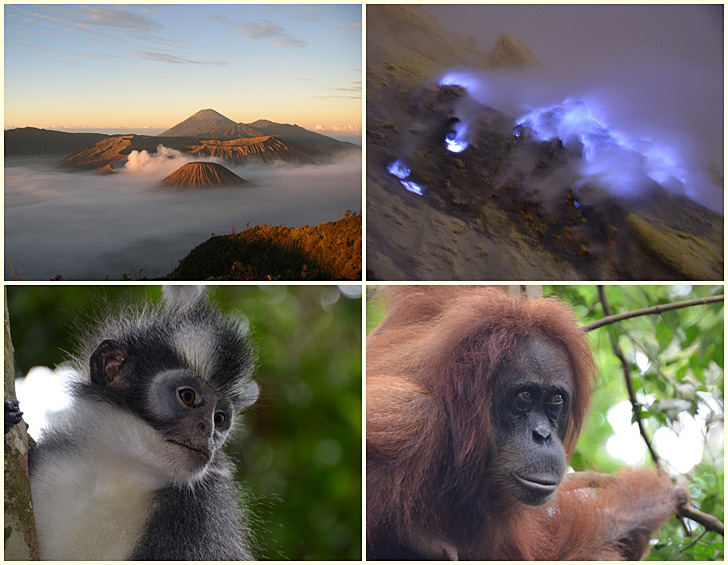 Java und Orangutan Tour
